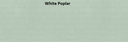 White Poplar
