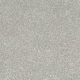 Small Grey