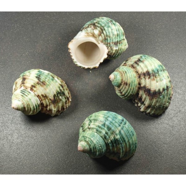 Coquillage N°3- Vert Beige, Par 100g